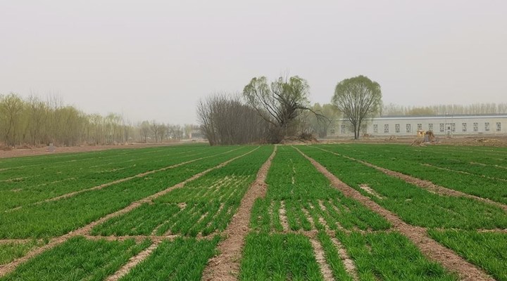 晋中市农业种业繁育改良站深入祁县调研冬小麦品种试验工作