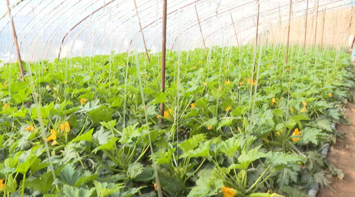 新技术助力榆社县设施蔬菜增产增效